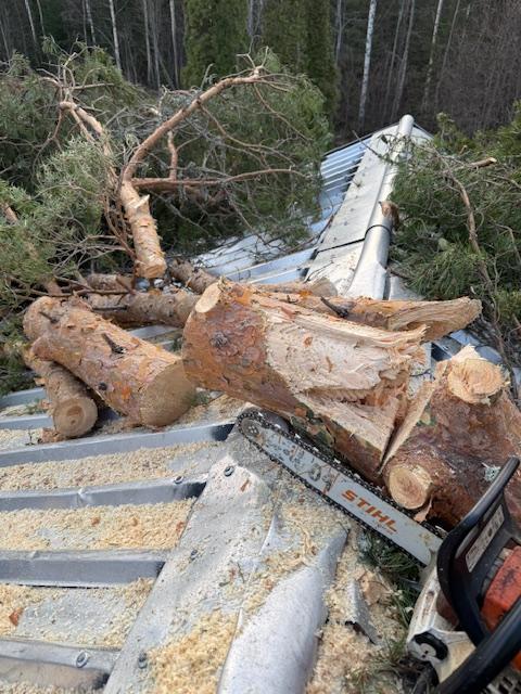 Trädfällning gävleborg, sektionsfällning av ek